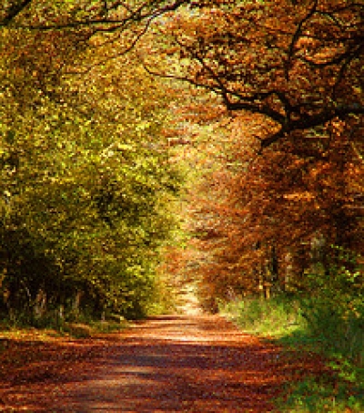 Collingbourne Wood